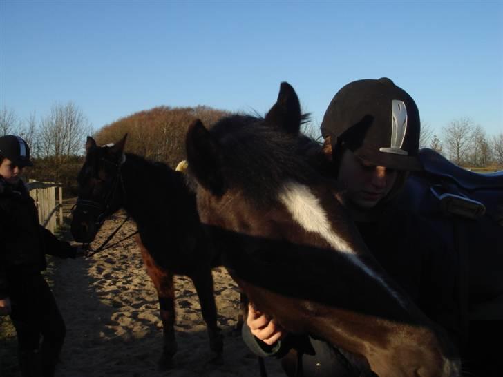 New Forest Cæsar(Red ham op) billede 9