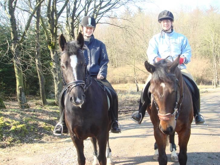 New Forest Cæsar(Red ham op) - Polle og Cæsar <3 billede 10