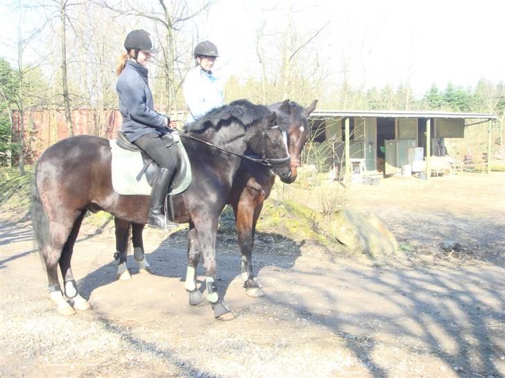 New Forest Cæsar(Red ham op) - Cæsar kan godt lig Polle xD billede 11