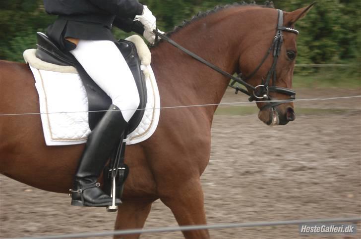 Fuldblod (XX) Honda - RIP. billede 11