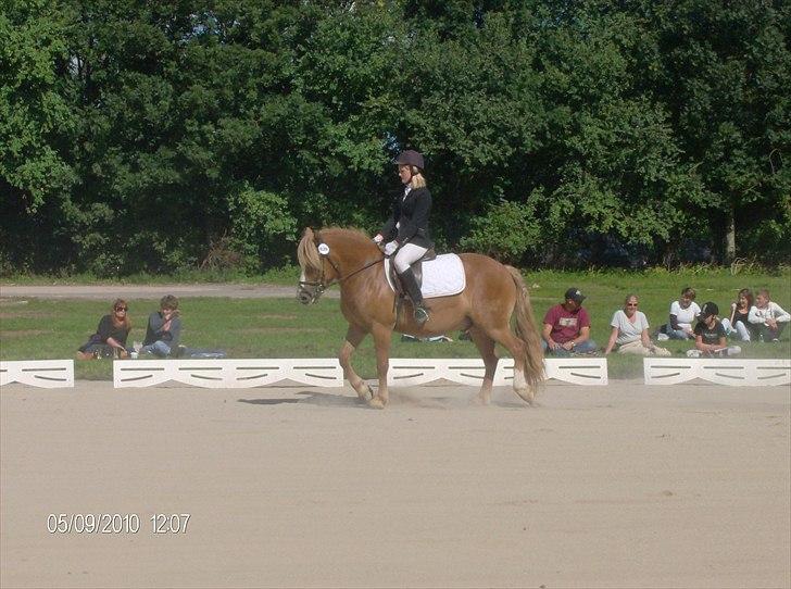 Haflinger Hjorthekærs Ferrari - lb2 dressur 2010 billede 1