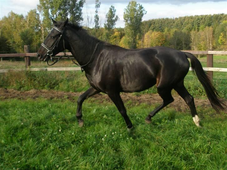 Anden særlig race Bajerbækgårdens Buick  billede 12