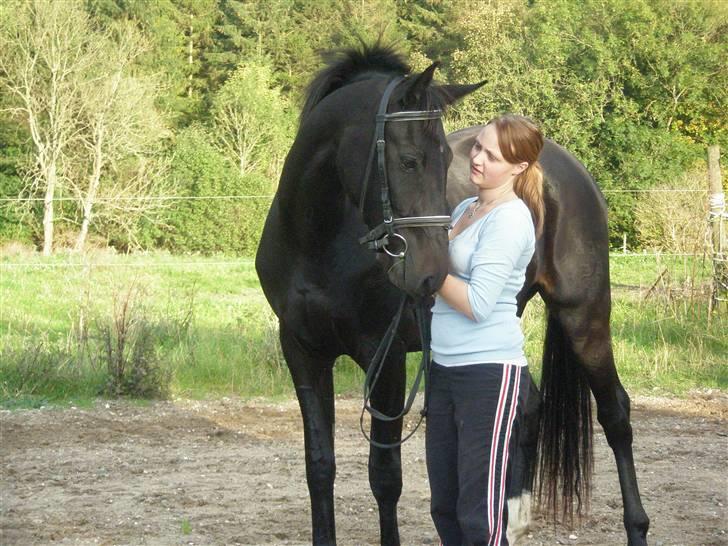 Anden særlig race Bajerbækgårdens Buick  billede 15