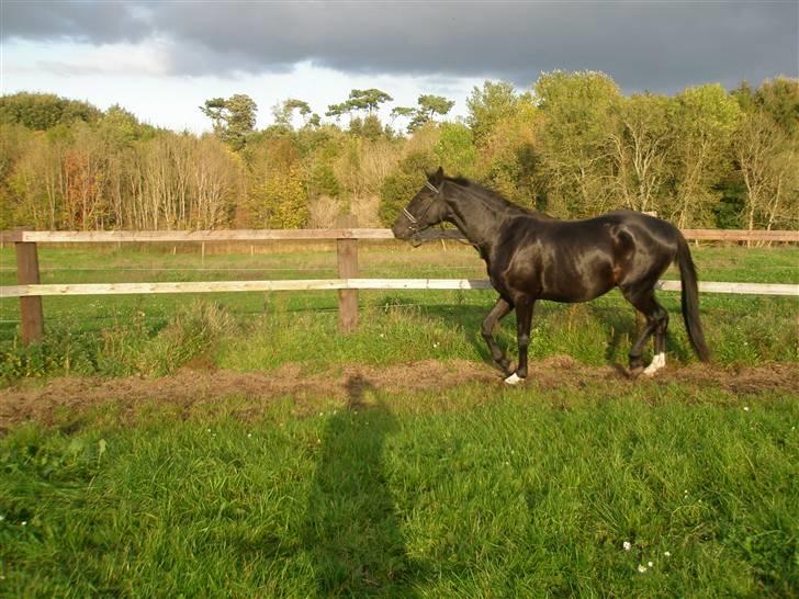 Anden særlig race Bajerbækgårdens Buick  billede 16