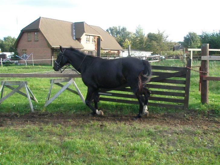 Anden særlig race Bajerbækgårdens Buick  billede 17