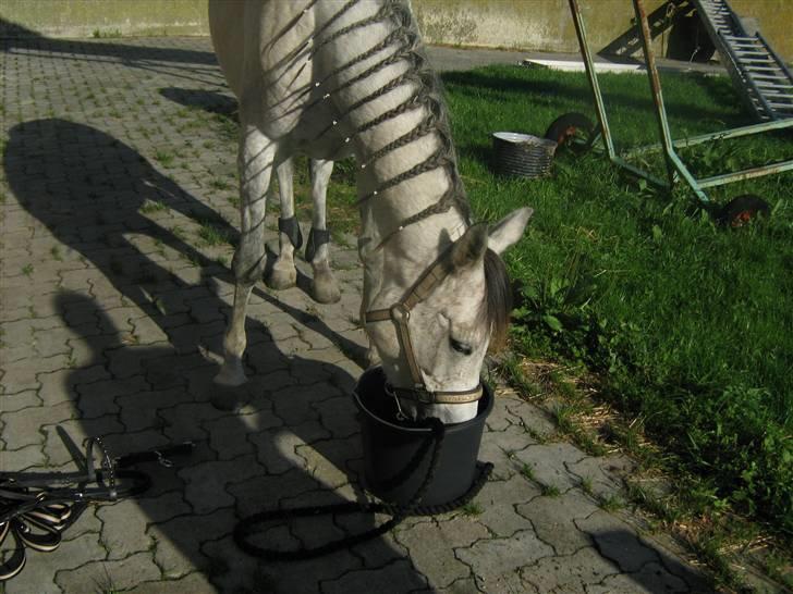 Sportsaraber (A) Monique - molly der lige spiser morgenmad ude i solen !  billede 6