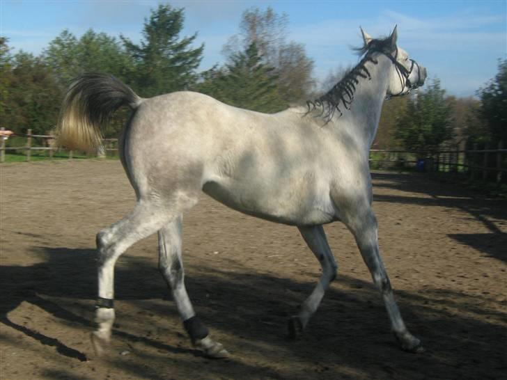 Sportsaraber (A) Monique - molly  :) billede 8