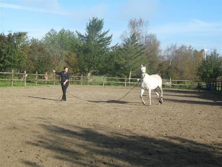 Sportsaraber (A) Monique - Den er sgu lang den longe ... der er meget at holde styr på !  billede 9