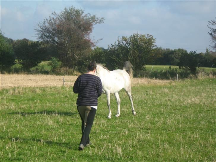 Sportsaraber (A) Monique - Molly kommer mig i møde på folden billede 10