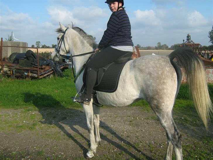 Sportsaraber (A) Monique - Første ridetur efter hjemkomsten ... billede 12