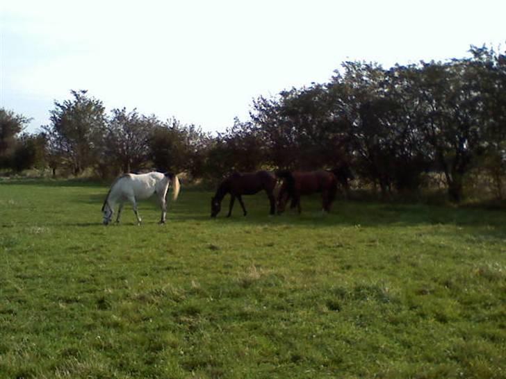 Sportsaraber (A) Monique - Molly der går og hygger på folden sammen med de andre hypper ! billede 14