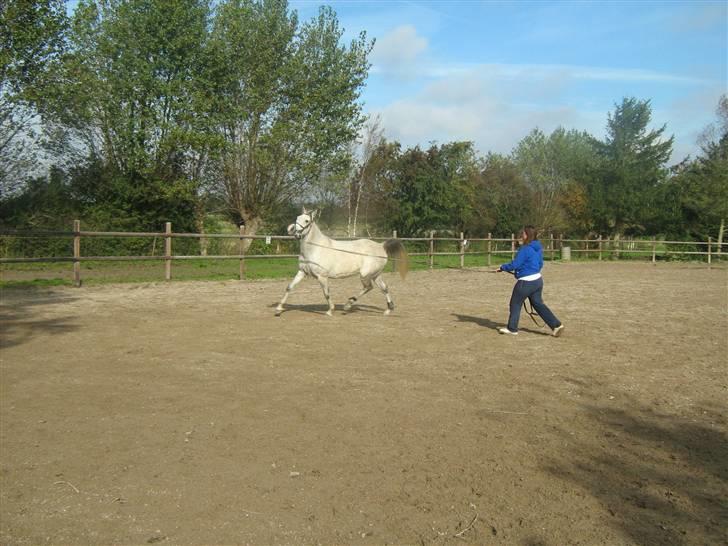 Sportsaraber (A) Monique - Så har Stine taget over ... så skal der laves noget for alvor !  billede 15
