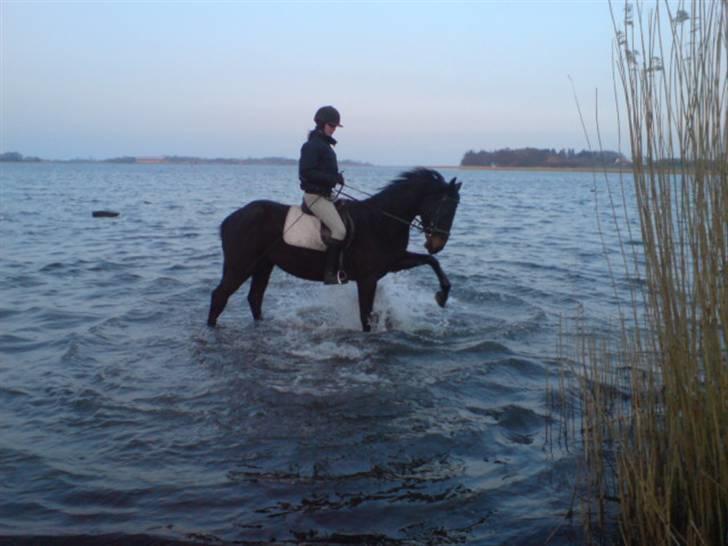 Anden særlig race Meiza - meiza i vandet billede 17