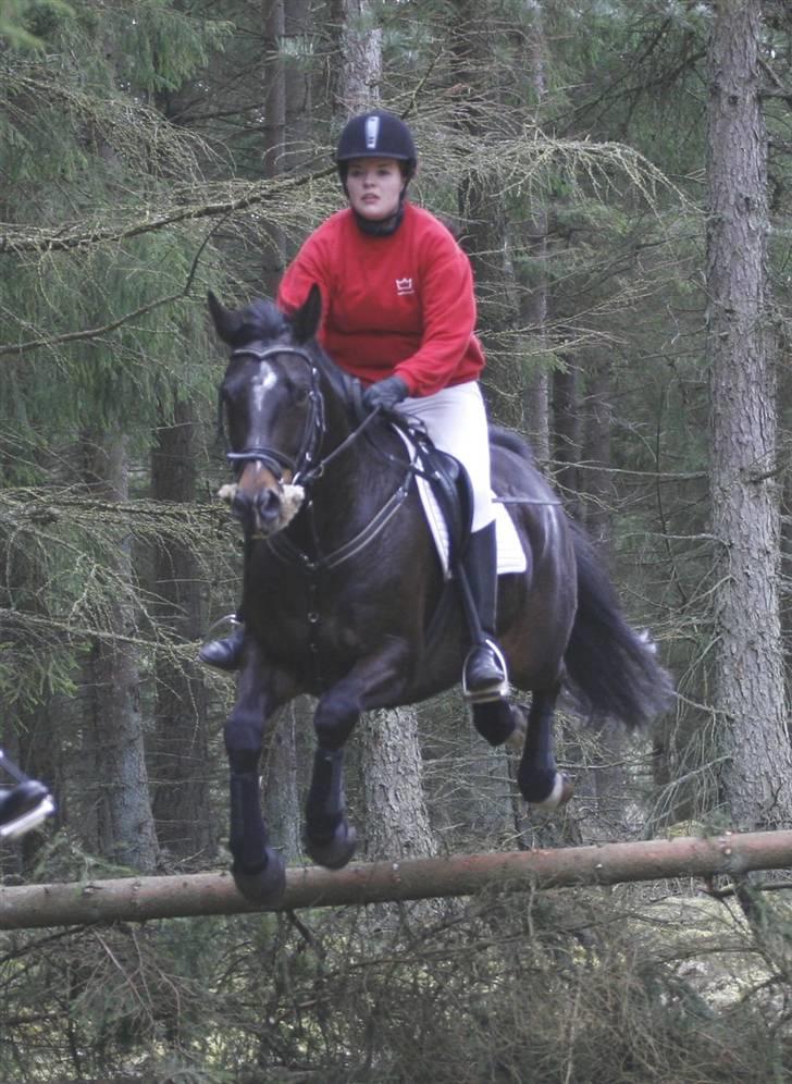 Oldenborg Gazell (Aflivet 30/10/09) - Jagt i kompedalen 5 april 2009 billede 7