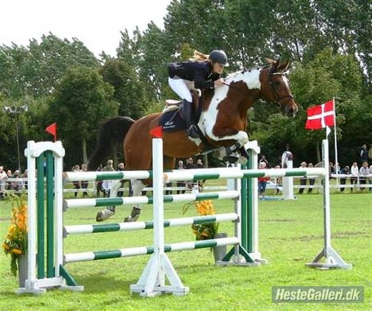 Svensk Varmblod Leia *SOLGT* - Line og Leia ved DM for hold. billede 4