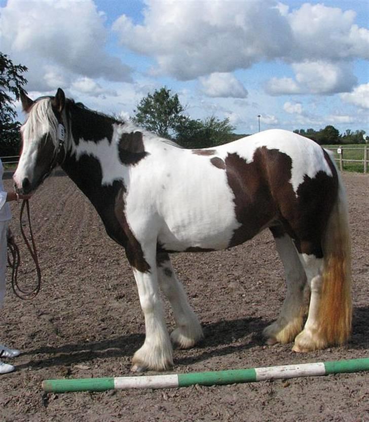 Irish Cob Irish Swan´s Sindi - Kåring 2009 billede 15