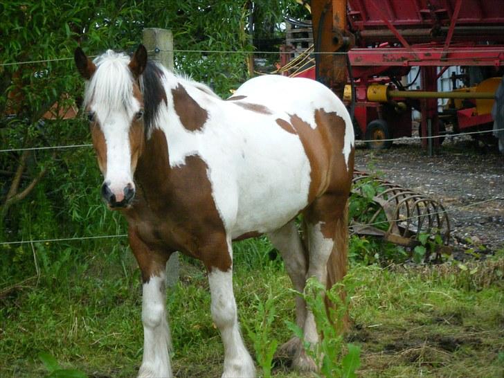 Irish Cob Irish Swan´s Sindi - 4 år, juni 2010 billede 17