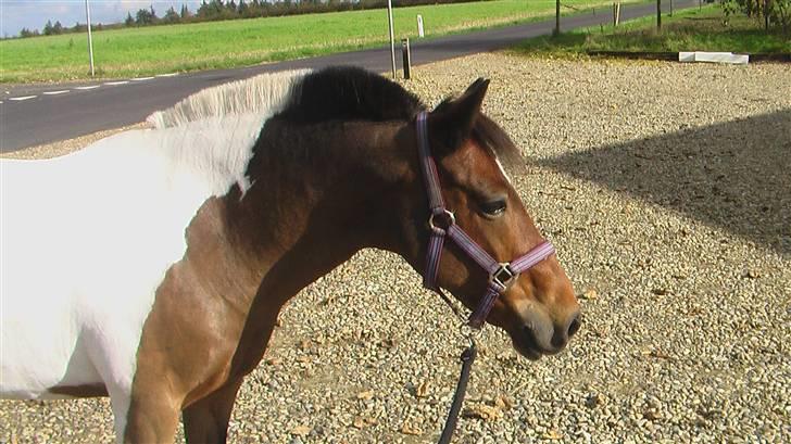 Pinto Joy amira o'shar  billede 3