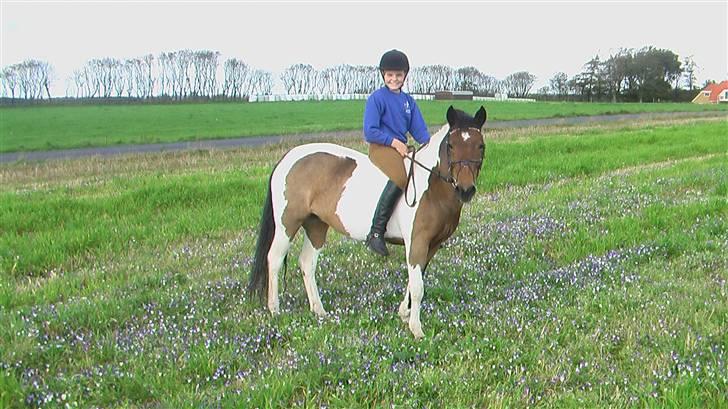 Pinto Joy amira o'shar  billede 5