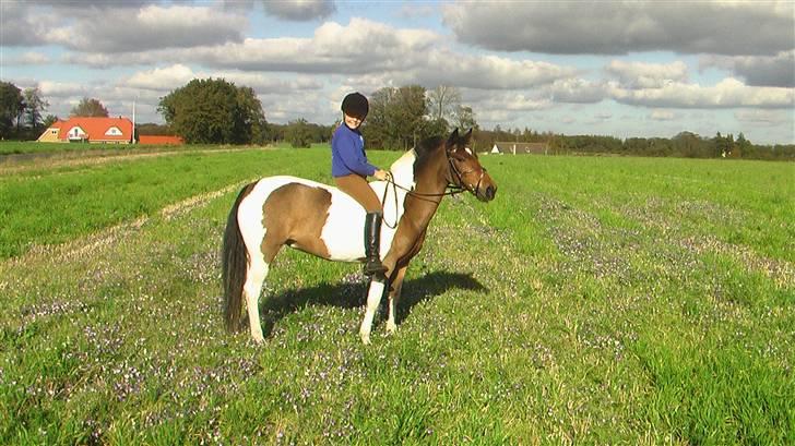 Pinto Joy amira o'shar  billede 9