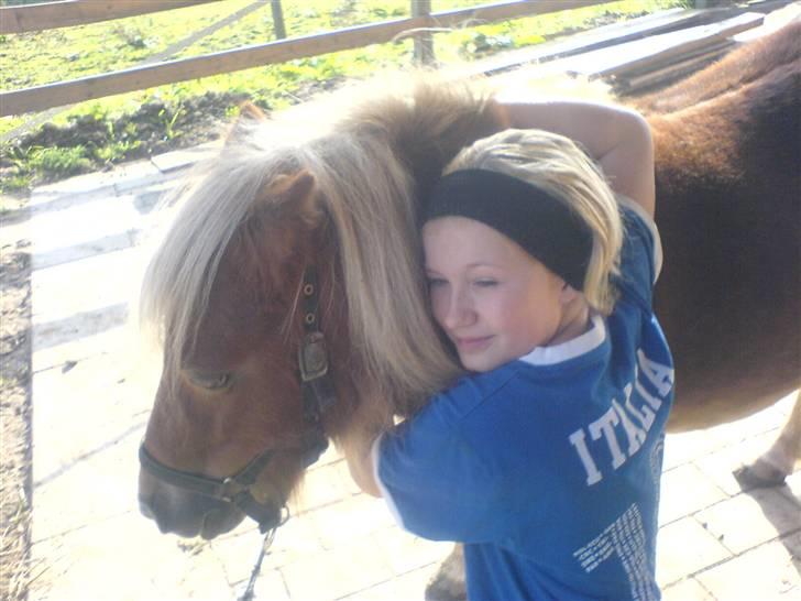 Shetlænder bibi - hende og den der elsker hende  billede 10