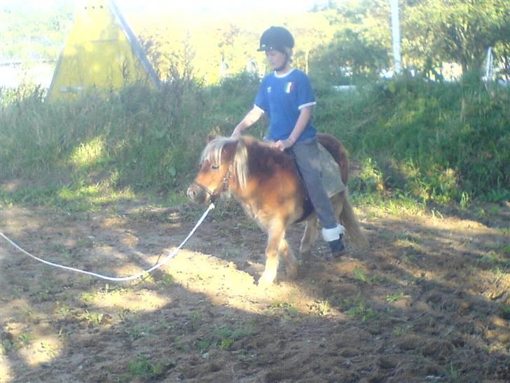 Shetlænder bibi - mig der er ved at tilride hende  billede 13