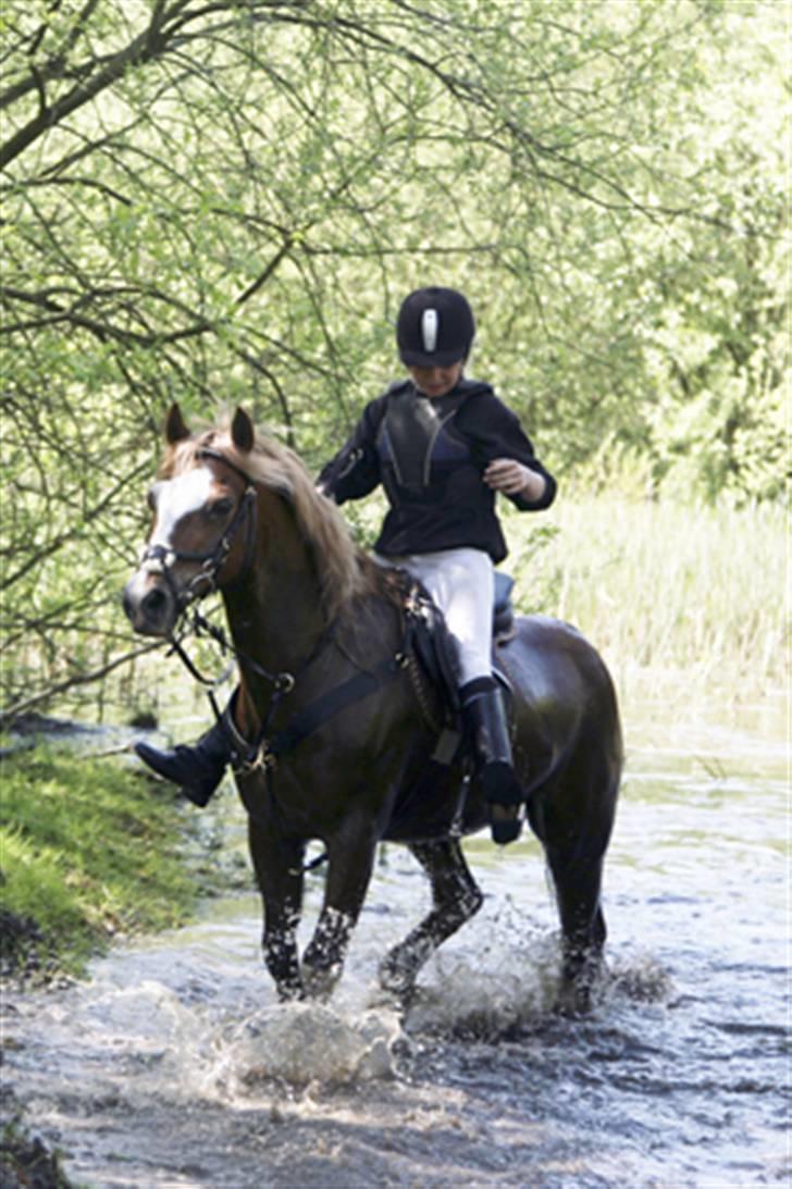 Welsh Pony af Cob-type (sec C) synod Grant(gammel part)  - hahh jeeg blev lidt våd af at ride gennem søen ! :b foto: det kreative fotografi billede 13