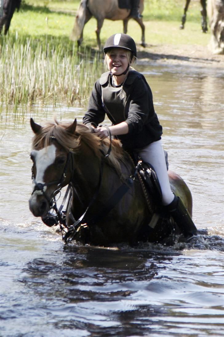 Welsh Pony af Cob-type (sec C) synod Grant(gammel part)  - vidste i godt at vand er MEGET vådt ? :) haha foto: det kreative fotografi billede 14
