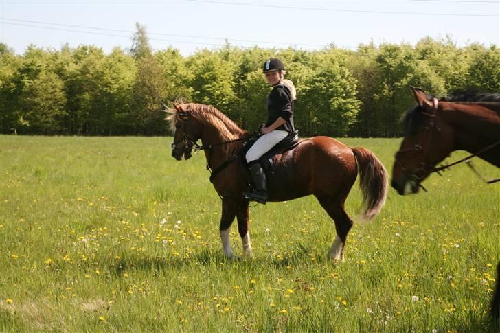 Welsh Pony af Cob-type (sec C) synod Grant(gammel part)  - hahh ! han er lidt tændt efter opløbet :) tihi elsker min dreng !  foto: det kreative fotografi billede 17