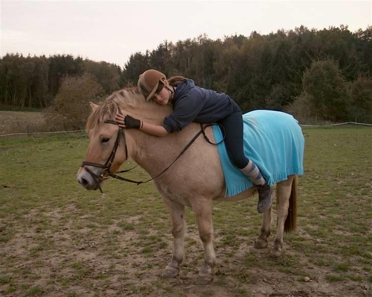 Fjordhest Tobias - efter en skøn ridetur på marken ..  billede 1