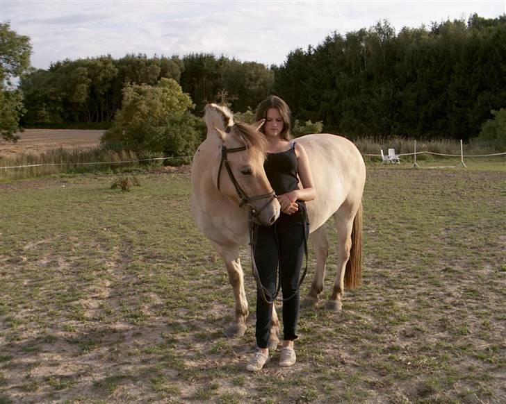 Fjordhest Tobias - der har vi nok lavet joint up ..  billede 2