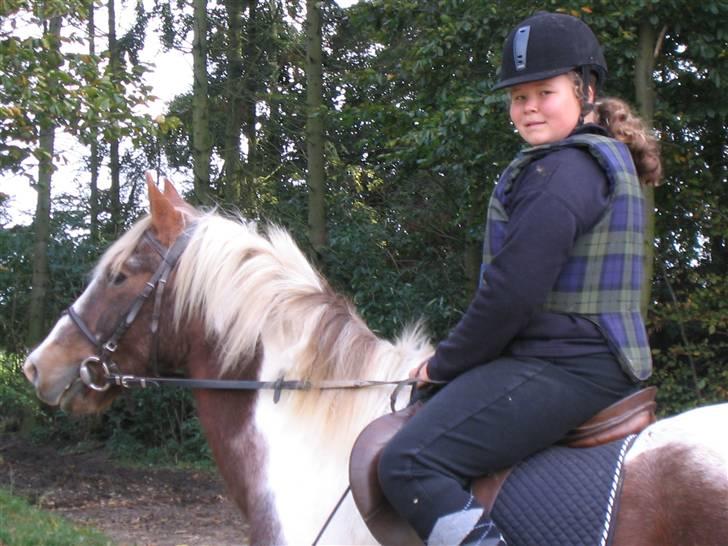Pinto Mr Jamie (rider ik mere) - så rider vi en tur op og ned af markvejen billede 2