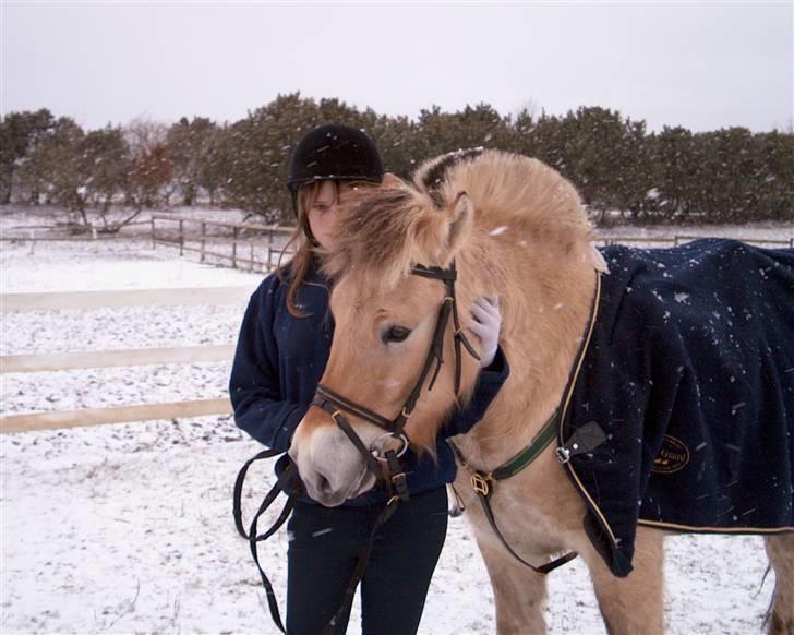 Fjordhest Tobias - den gang vi var ude på rideskolen .. en skøn tid ..  billede 3