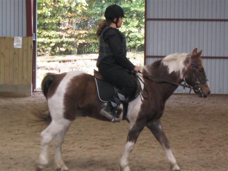 Pinto Mr Jamie (rider ik mere) - her er vi i vores trav med en af de første dage som part på dig <3   billede 3