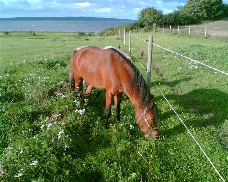 Dartmoor Hammeldrup's Echo billede 3