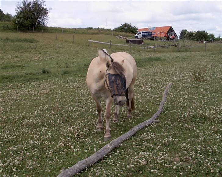 Fjordhest Tobias - ude på marken ..  billede 4