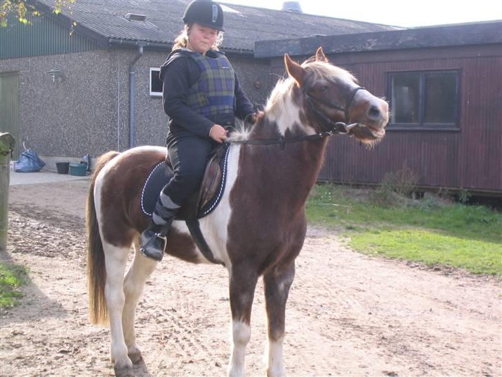Pinto Mr Jamie (rider ik mere) - stoop <3  billede 4