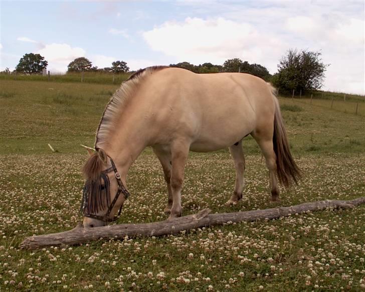 Fjordhest Tobias - ude på marken ..  billede 5