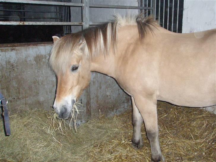 Fjordhest Cornetta  billede 1