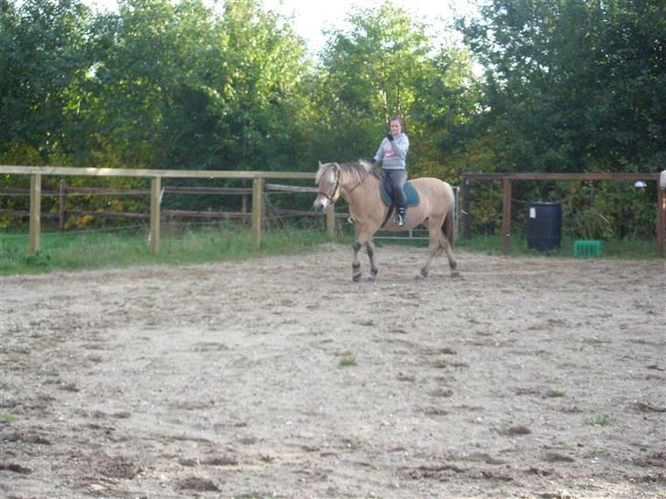 Fjordhest Cornetta  billede 2