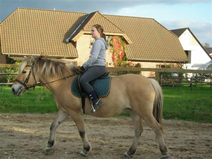 Fjordhest Cornetta  billede 3