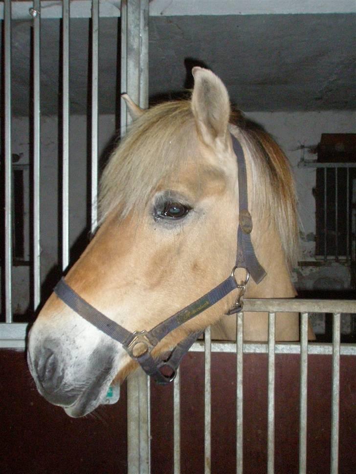 Fjordhest Cornetta  billede 4