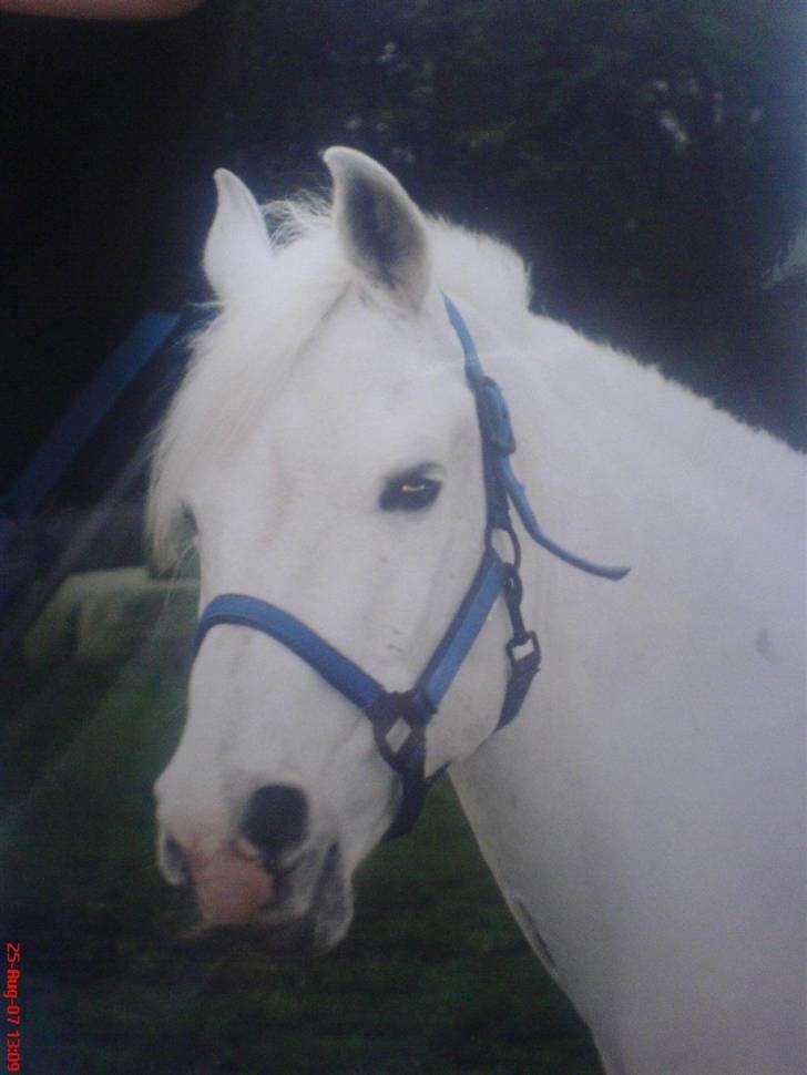 Sportsaraber (A) Shila (død) - Elsker dig <3 billede 1