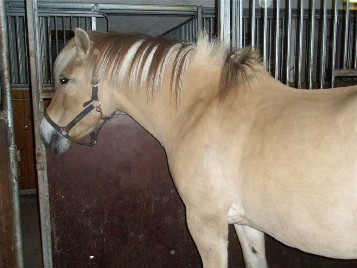 Fjordhest Cornetta  billede 5