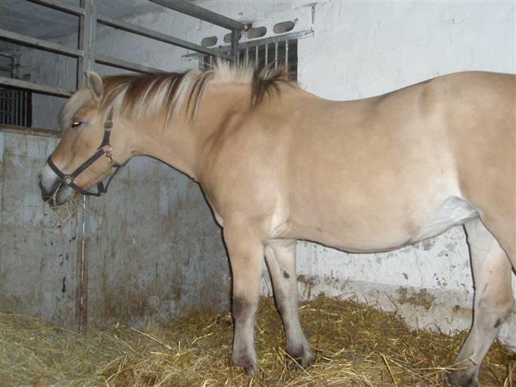 Fjordhest Cornetta  billede 6