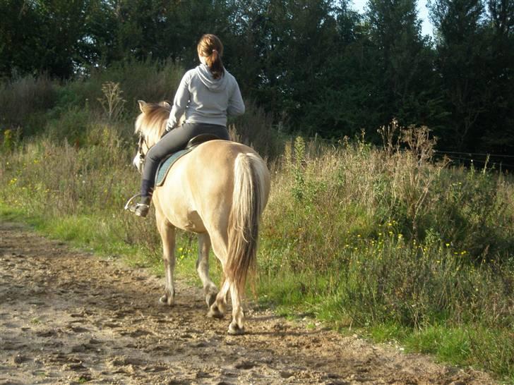 Fjordhest Cornetta  billede 7