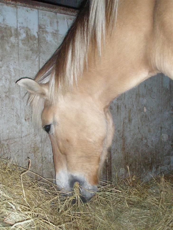 Fjordhest Cornetta  billede 8