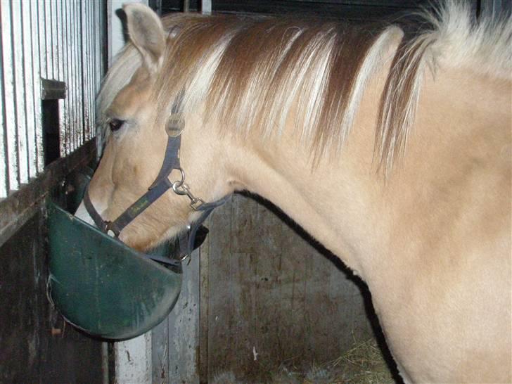 Fjordhest Cornetta  billede 9