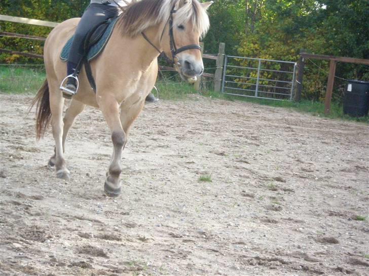 Fjordhest Cornetta  billede 10