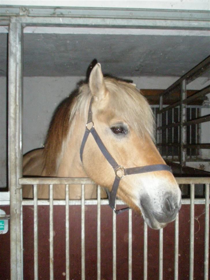 Fjordhest Cornetta  billede 11